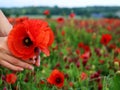 Poppy bouquet in girl hand. View from above. Spring flowers. Vacation and relaxation. Copy Space. The concept of the Royalty Free Stock Photo