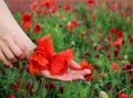 Poppy bouquet in girl hand. View from above. Spring flowers. Vacation and relaxation. Copy Space. The concept of the Royalty Free Stock Photo