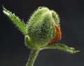 Poppy bud Royalty Free Stock Photo