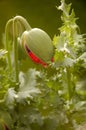 Poppy Bud Royalty Free Stock Photo