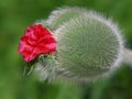 Poppy bud Royalty Free Stock Photo