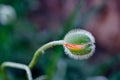 Poppy bud in bloom springtime vibrant colourful red and orange natural plant outdoors closeup detail