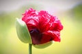 Poppy Bud, Blooming, High Colour Contrast, Vibrant Red And Green