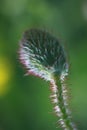 Poppy bud