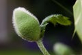 Poppy bud