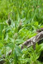 poppy bud close-up, wild flower, nature detail, flora Royalty Free Stock Photo