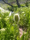 Poppy bud close up Royalty Free Stock Photo