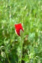 Open poppy bud Royalty Free Stock Photo