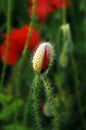 Poppy Bud in a Field Royalty Free Stock Photo