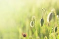 Poppy bud in the field Royalty Free Stock Photo