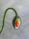 Poppy bud with stalk Royalty Free Stock Photo