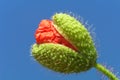 Poppy bud with stalk Royalty Free Stock Photo