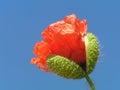 Poppy bud with stalk Royalty Free Stock Photo