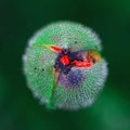 Poppy bud