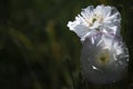 Poppy buds in all its glory.Poppy buds in all its glory.Poppy originality. Royalty Free Stock Photo