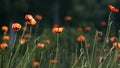 Poppy buds blossom. Royalty Free Stock Photo