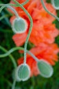 Poppy buds closeup and red poppies in the background