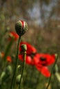 Poppy buds in the meadow, Papaver rhoeas Close Up Royalty Free Stock Photo