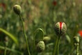 Poppy buds in the meadow, Papaver rhoeas Close Up Royalty Free Stock Photo