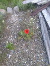 Poppy bulb close up dirt 6 1 2019