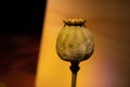 Poppy Bulb under colored lights with shadows