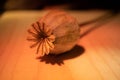 Poppy Bulb under colored lights with shadows