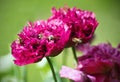 Poppy called Purple Peony with bees pollinating flower.