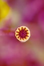 Poppy capsules close up Royalty Free Stock Photo