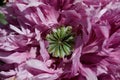 Close up of a Poppy pod with purple leaves