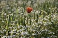 Poppy and chamomile