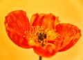 Poppy close-up 214