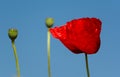 Poppy close up with clear blue sky background Royalty Free Stock Photo