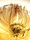 Poppy close-up (149) Royalty Free Stock Photo