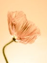 Poppy close up (151) Royalty Free Stock Photo