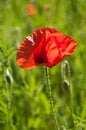 Poppy Royalty Free Stock Photo