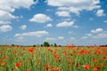 Poppy and clouds Royalty Free Stock Photo