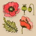 Red Poppy Flowers, Green Leaf, Button And Pod