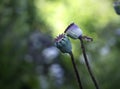 Poppy cores closeup