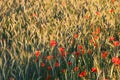 Poppy in cornfield Royalty Free Stock Photo