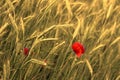 Poppy in cornfield Royalty Free Stock Photo