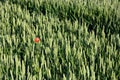Poppy in a cornfield Royalty Free Stock Photo