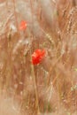 Poppy - cornfield Royalty Free Stock Photo