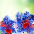 Poppy and cornflower bouquet Royalty Free Stock Photo