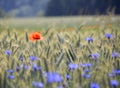 Poppy and Cornflowers