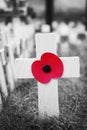 Poppy Cross, Remembrance day display Royalty Free Stock Photo