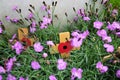 Poppy Crosses at Grave; Tyne Cot Cemetery