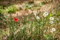 Poppy and daisies in field