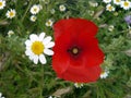 Poppy and daisy flower on green background.Nature flowers. Beautiful couple. Red intense,yellow,white petals.Small daisies flowers Royalty Free Stock Photo