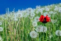 Poppy in dandelions field