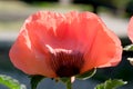 Poppy decorative bright beautiful flower